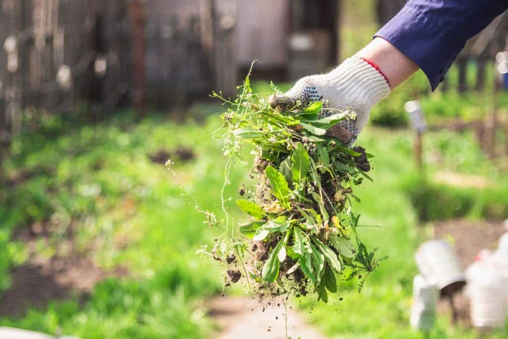 Man in gloves throws out a weed that was uprooted from his garden