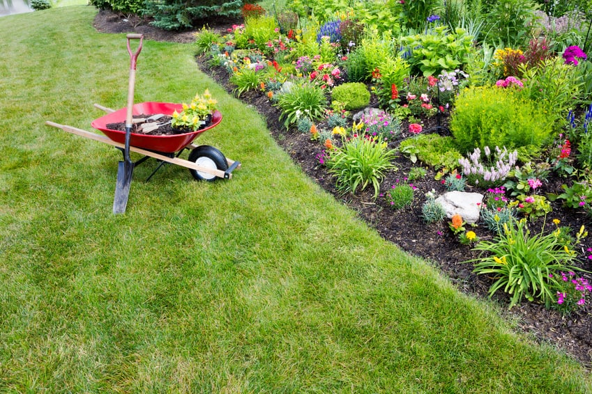 Wheelbarrow and garden spade on lawn