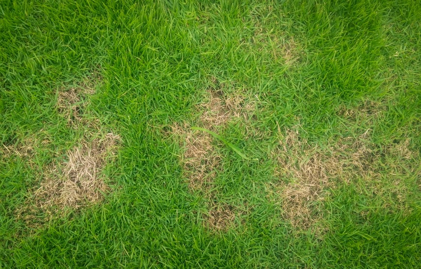 Pests and disease cause amount of damage to green lawns