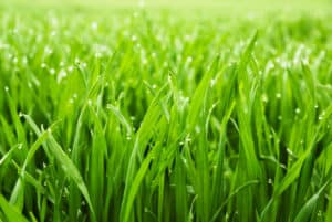Greenest Grass
