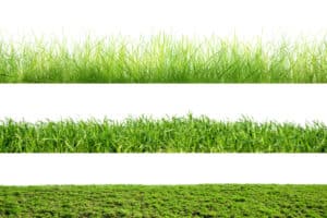 Grass Type