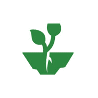 Green plant in vase