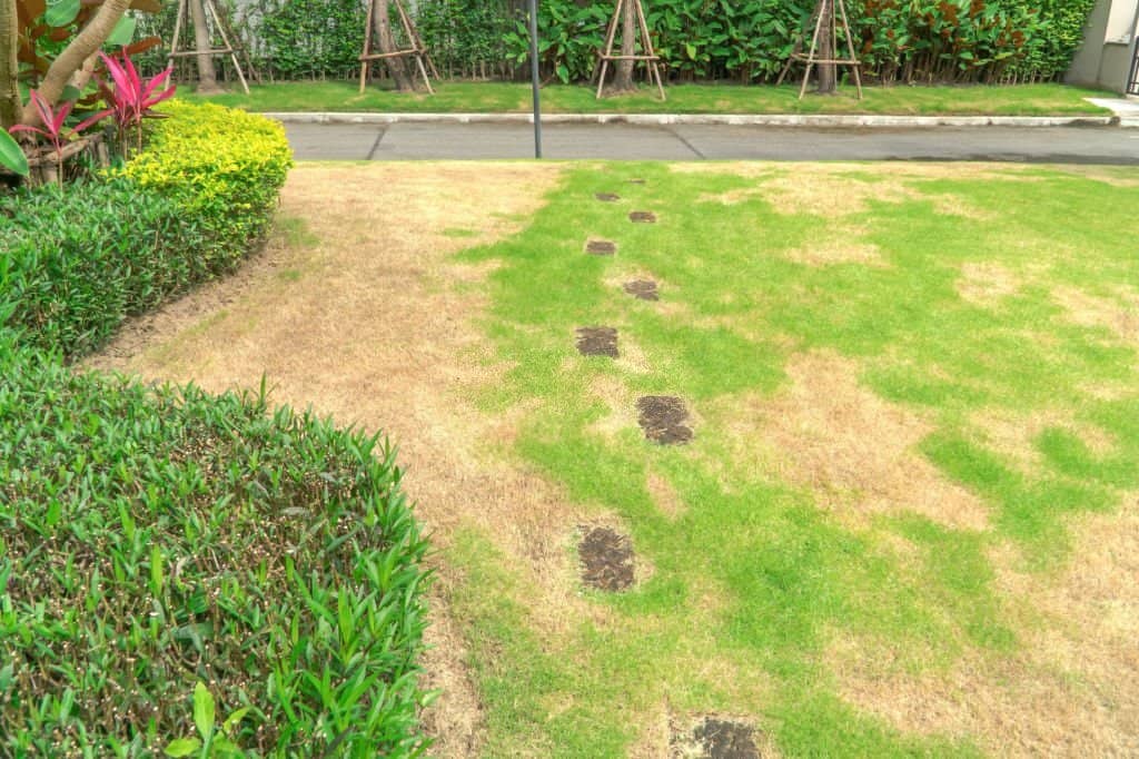 Lawns in poor condition and requiring maintenance
