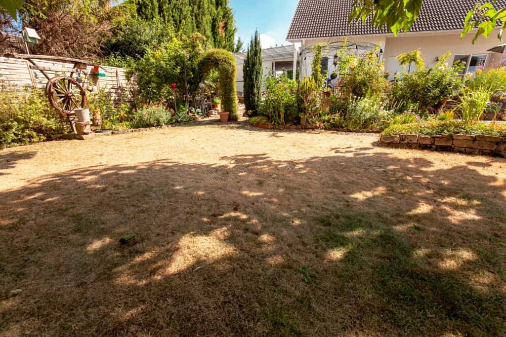 Dry and dead lawn garden