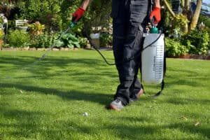 Spraying pesticide on Lawn