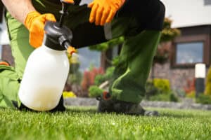 Using Chemical on Lawn Weeds
