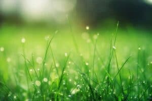Choose the Right Grass