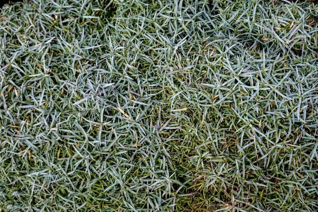 How to Fix a Soggy Lawn