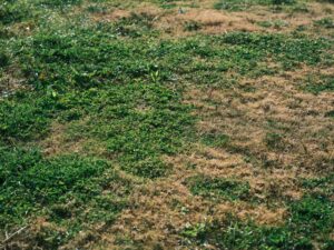Identifying the Cause of a Soggy Lawn
