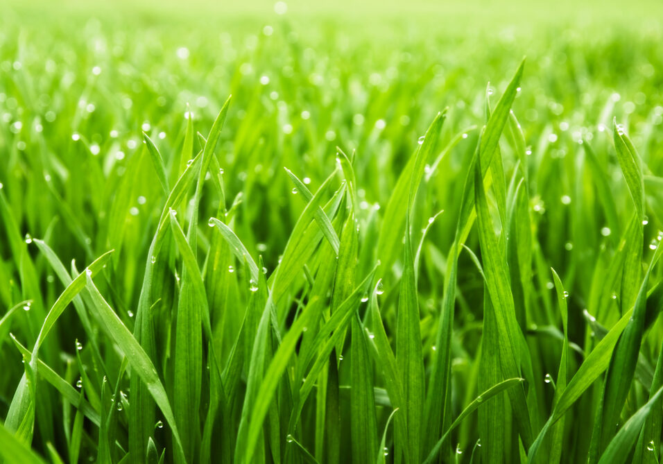 Greenest Grass