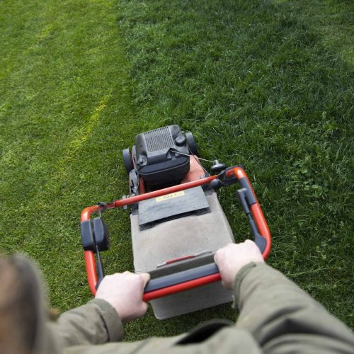 How Does Mowing Height Affect Lawn Pest Activity