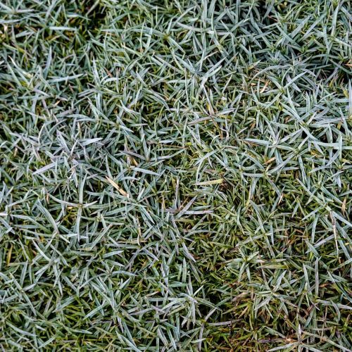 How to Fix a Soggy Lawn
