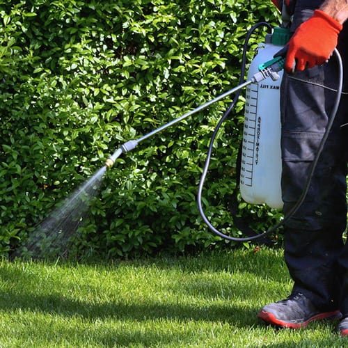 Lawn pest treatment and control