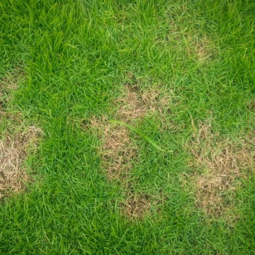 Pests and disease cause amount of damage to green lawns